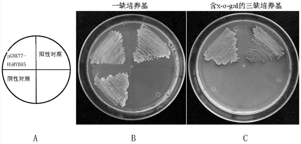 A rubber tree lignin synthesis regulation related protein hbmyb85 and its coding gene and application