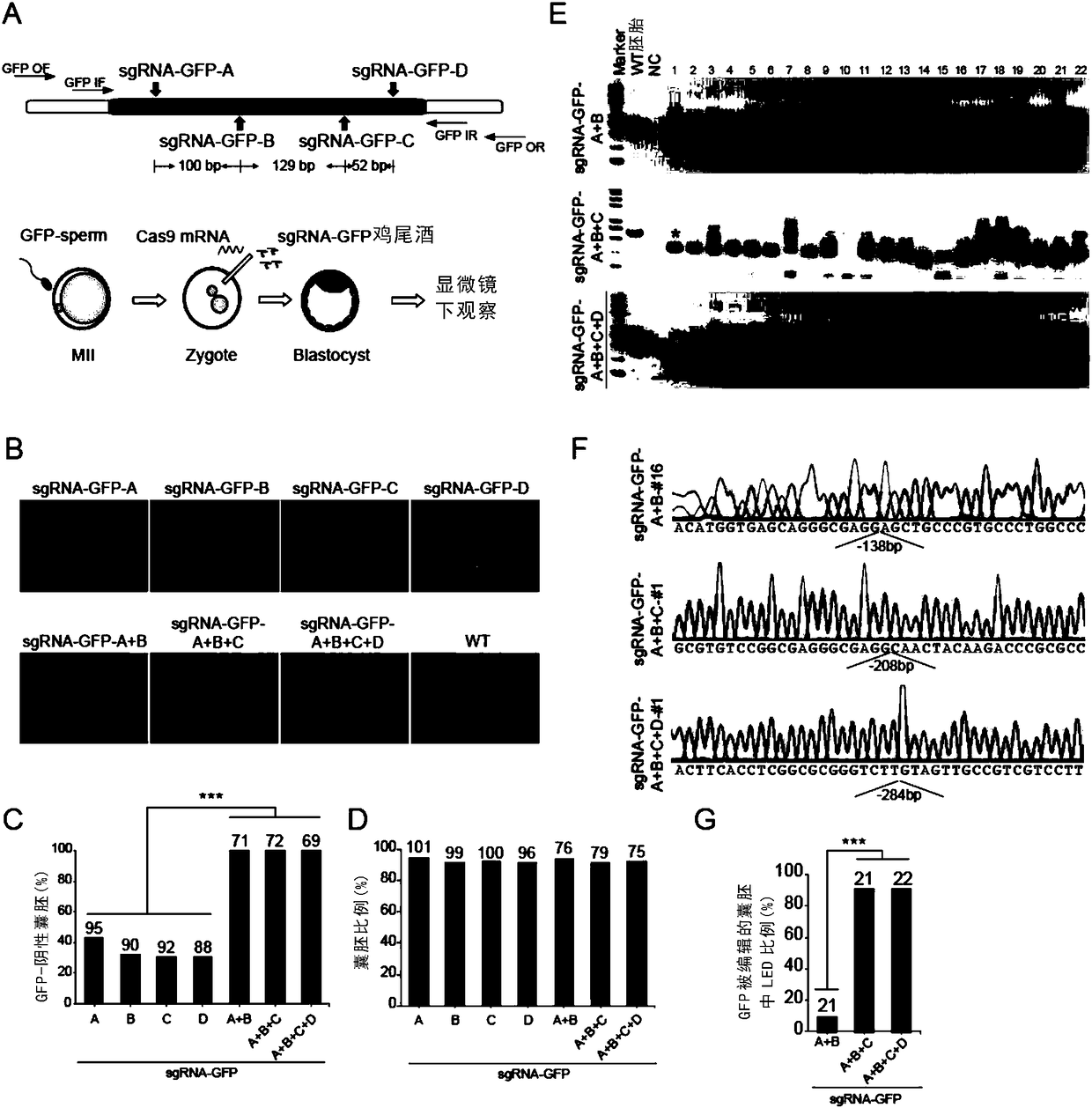 Method for preparing chimerism-free gene knock-out animals based on CRISPR/Cas9 technology