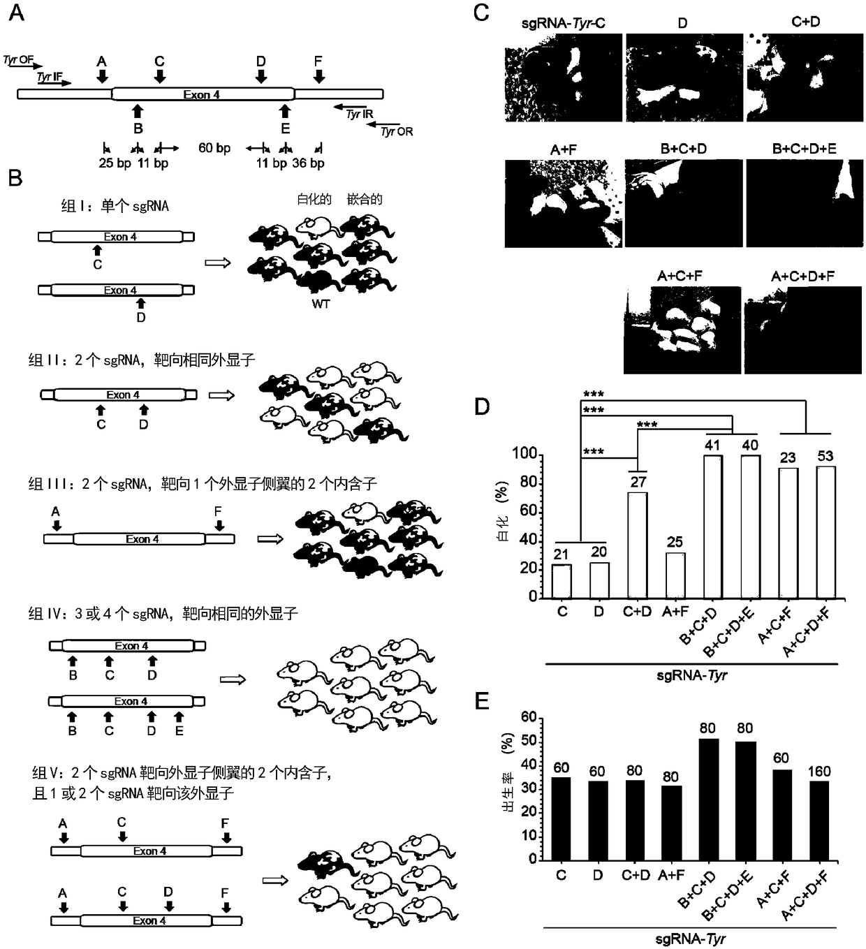 Method for preparing chimerism-free gene knock-out animals based on CRISPR/Cas9 technology