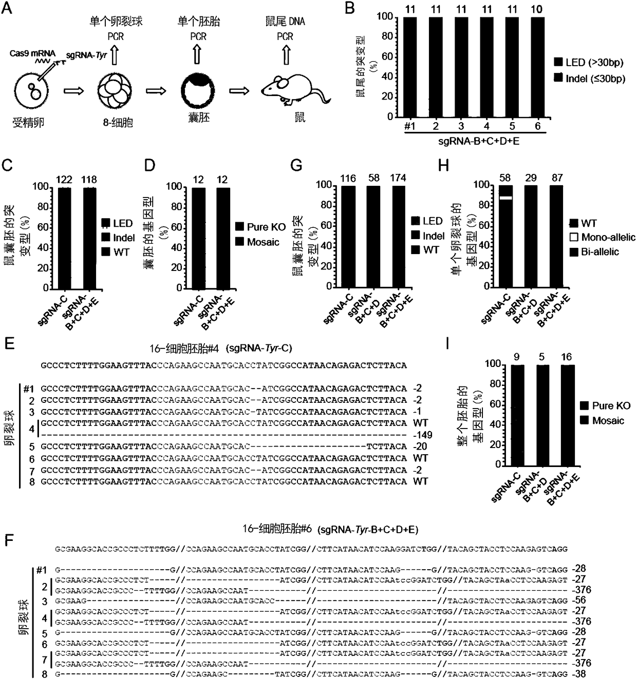 Method for preparing chimerism-free gene knock-out animals based on CRISPR/Cas9 technology