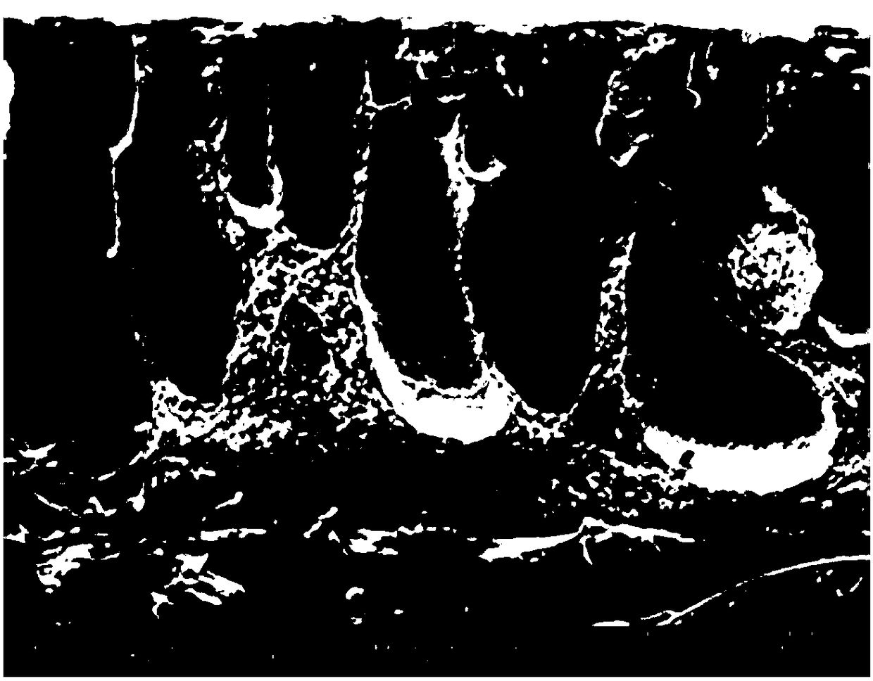 Anti-pollution ultrafiltration membrane of amino acid grafted composite cellulose and preparation method thereof