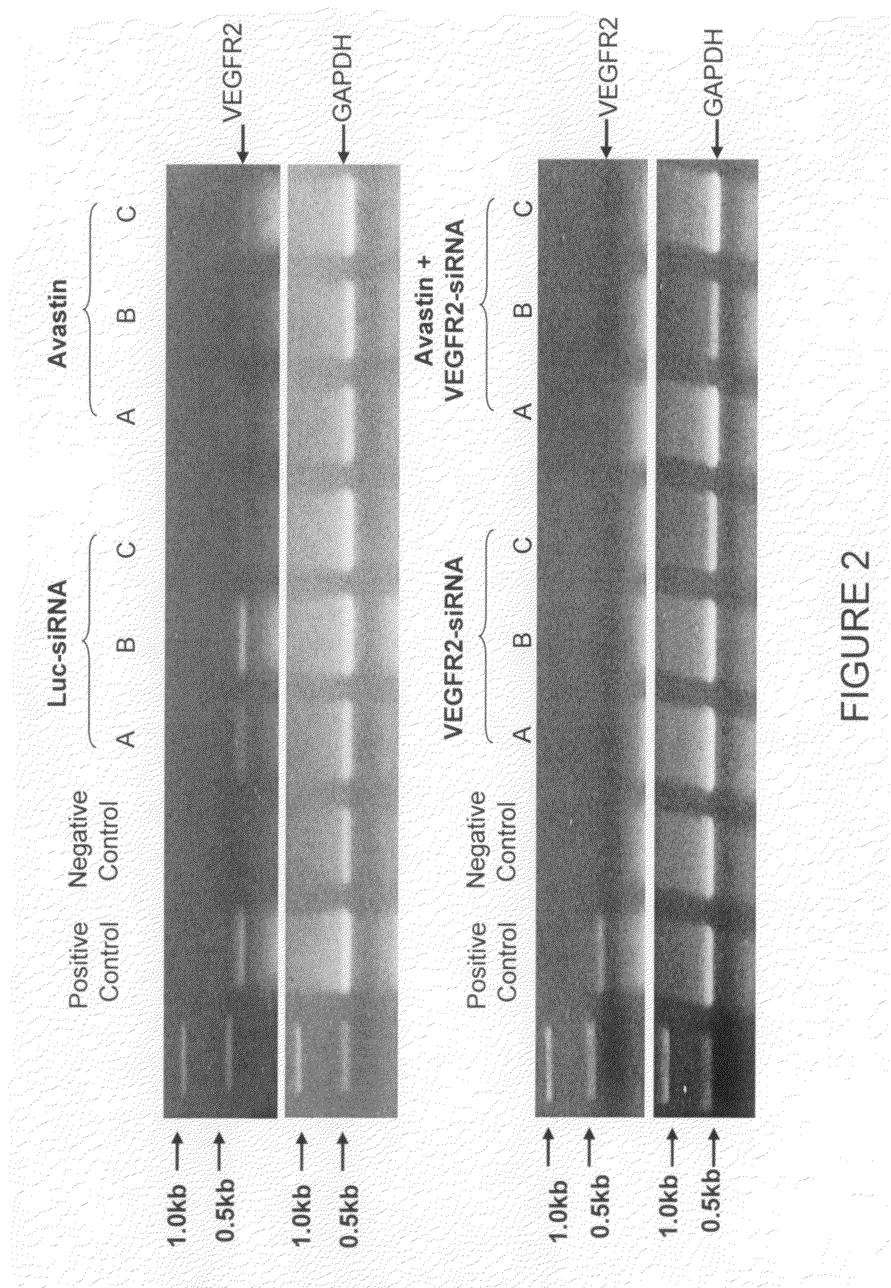 Composition and methods of RNAi therapeutics for treatment of cancer and other neovascularization diseases