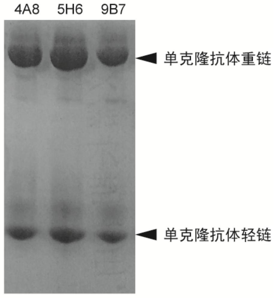 Taq DNA polymerase monoclonal antibody combination as well as reaction system and application thereof