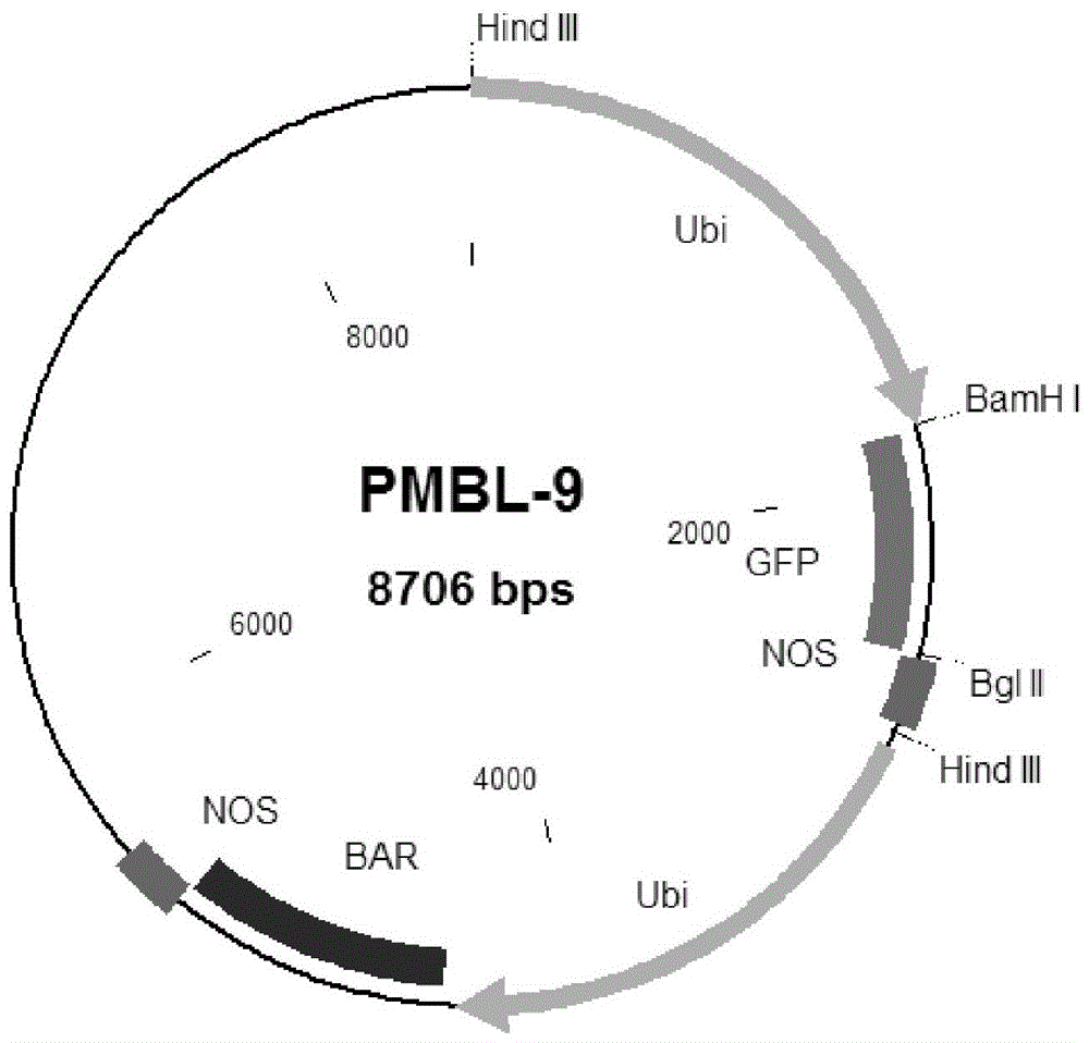 A method for transformation of barley leaf base mediated by Agrobacterium tumefaciens