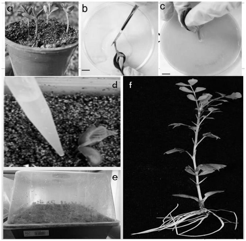 Agrobacterium rhizogenes-mediated one-step transformation method for hairy roots of caragana intermediary