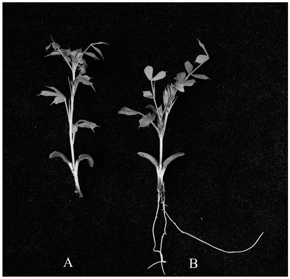 Agrobacterium rhizogenes-mediated one-step transformation method for hairy roots of caragana intermediary