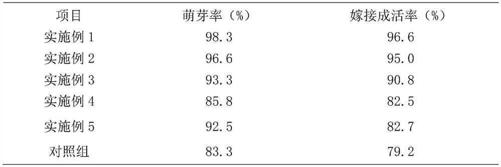 Moisturizing and cooling method for ginkgo twig grafting