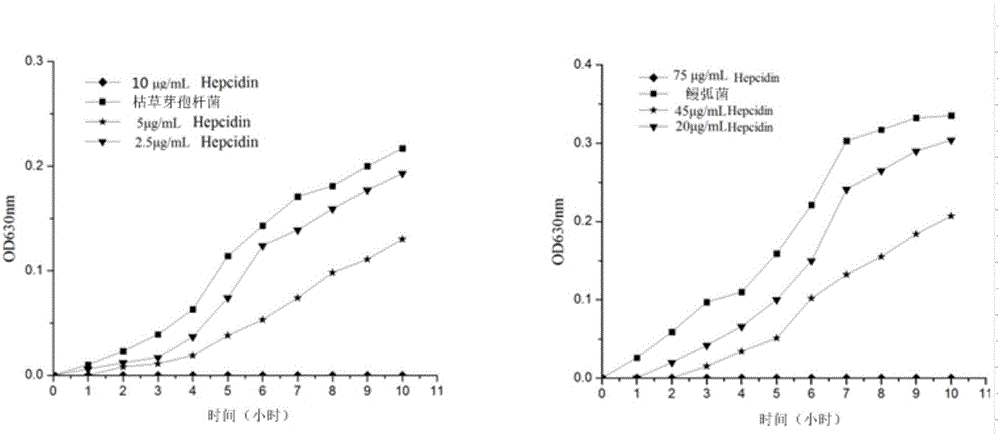 Trachidermus fasciatus Tf-Hepcidin gene, Trachidermus fasciatus mature peptide protein and application thereof