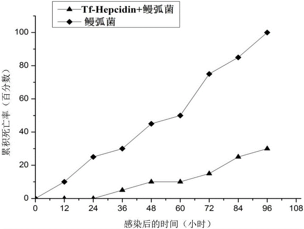 Trachidermus fasciatus Tf-Hepcidin gene, Trachidermus fasciatus mature peptide protein and application thereof