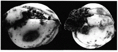 Method for fast detection of lily bulb rot pathogen fusarium oxysporum