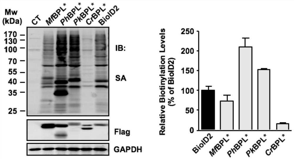 Novel protein biotin ligase and proximity labeling system PhastID based on same