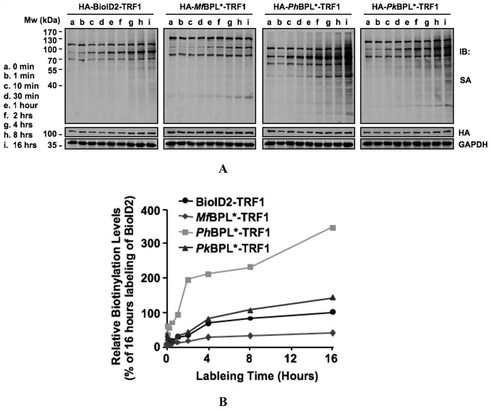 Novel protein biotin ligase and proximity labeling system PhastID based on same