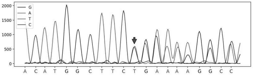 Keshan disease gene screening kit