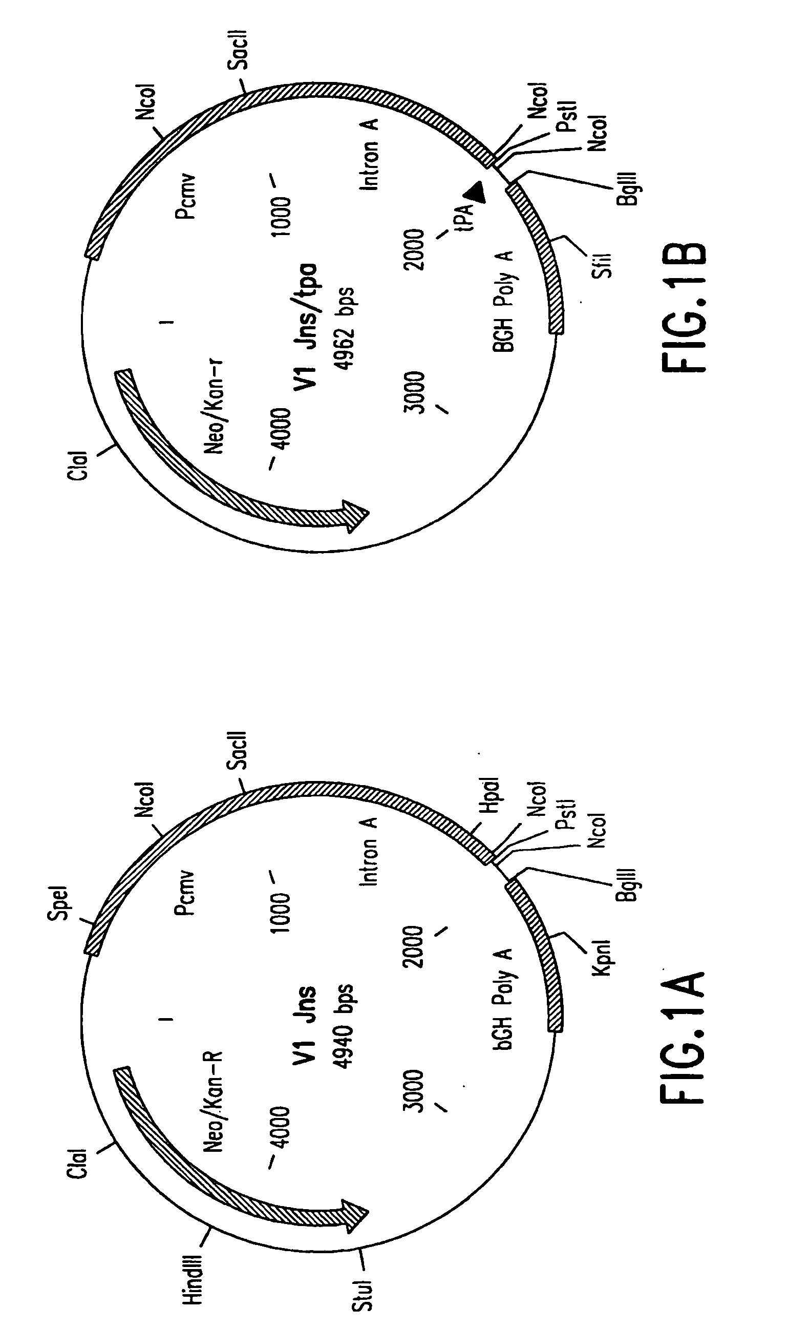 Polynucleotide vaccines expressing codon optimized HIV-1 Nef and modified HIV-1 Nef