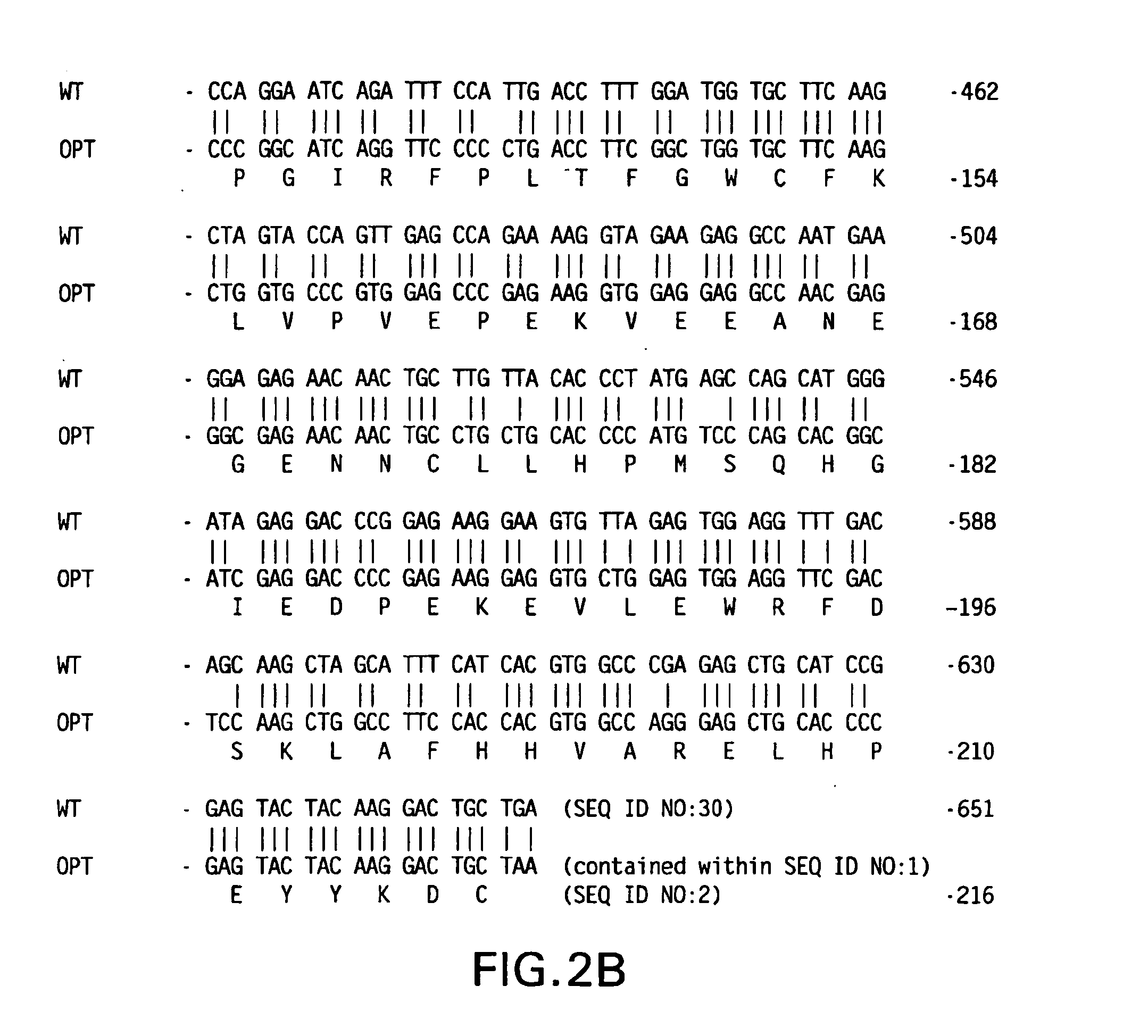 Polynucleotide vaccines expressing codon optimized HIV-1 Nef and modified HIV-1 Nef