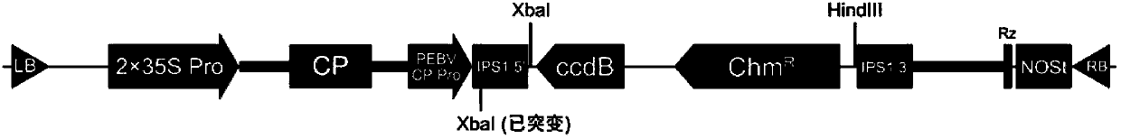 Method for constructing and expressing micro ribonucleic acid (miRNA) target simulation sequence by using plant virus vector