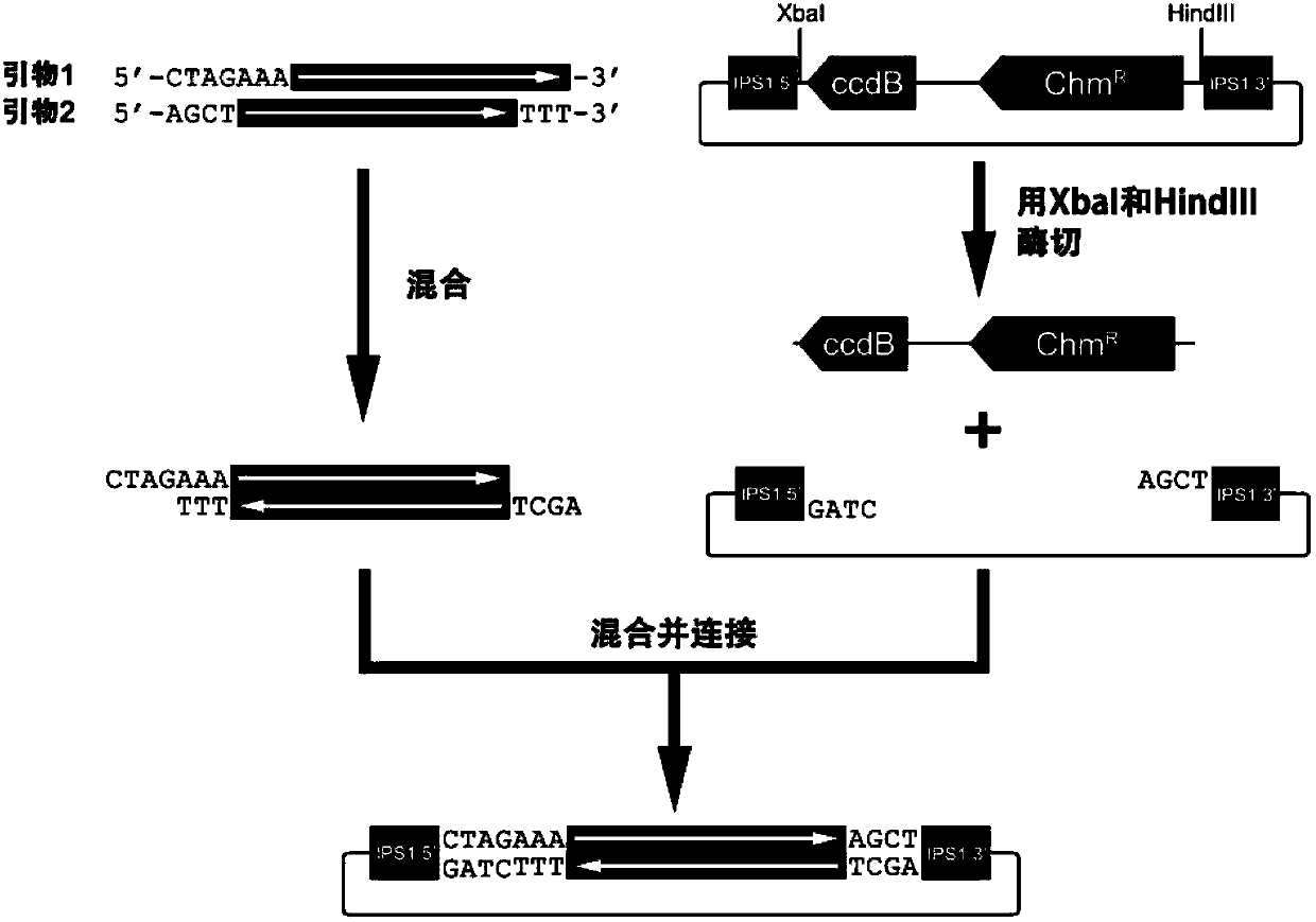 Method for constructing and expressing micro ribonucleic acid (miRNA) target simulation sequence by using plant virus vector