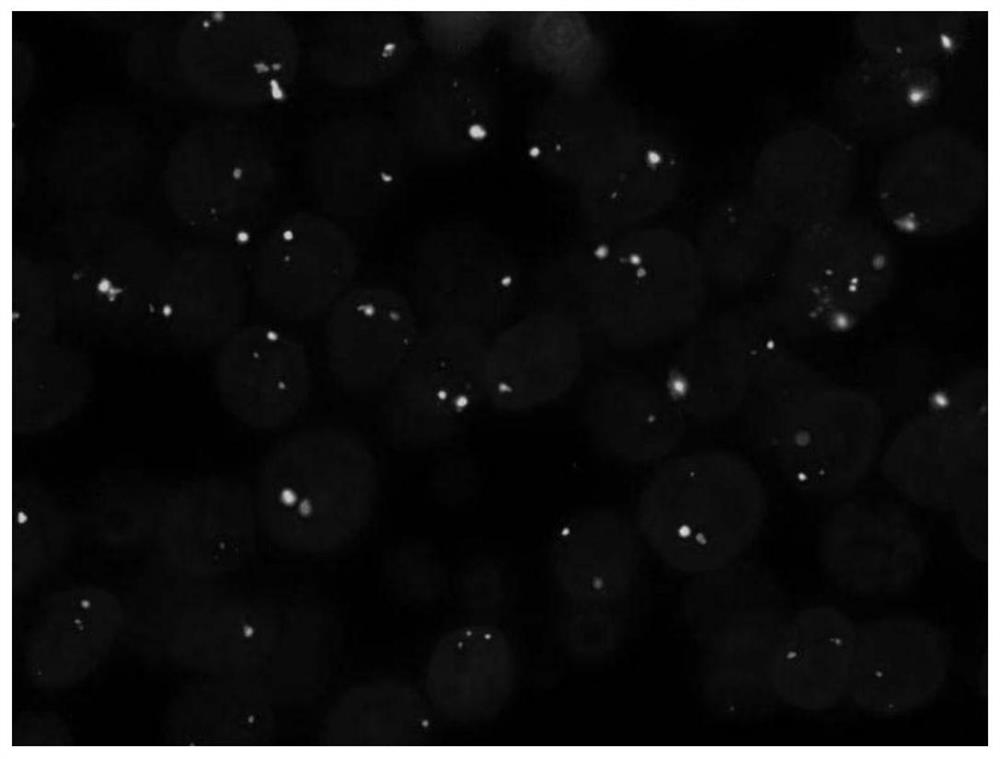 DNA hybridization enhancement solution as well as preparation method and application thereof