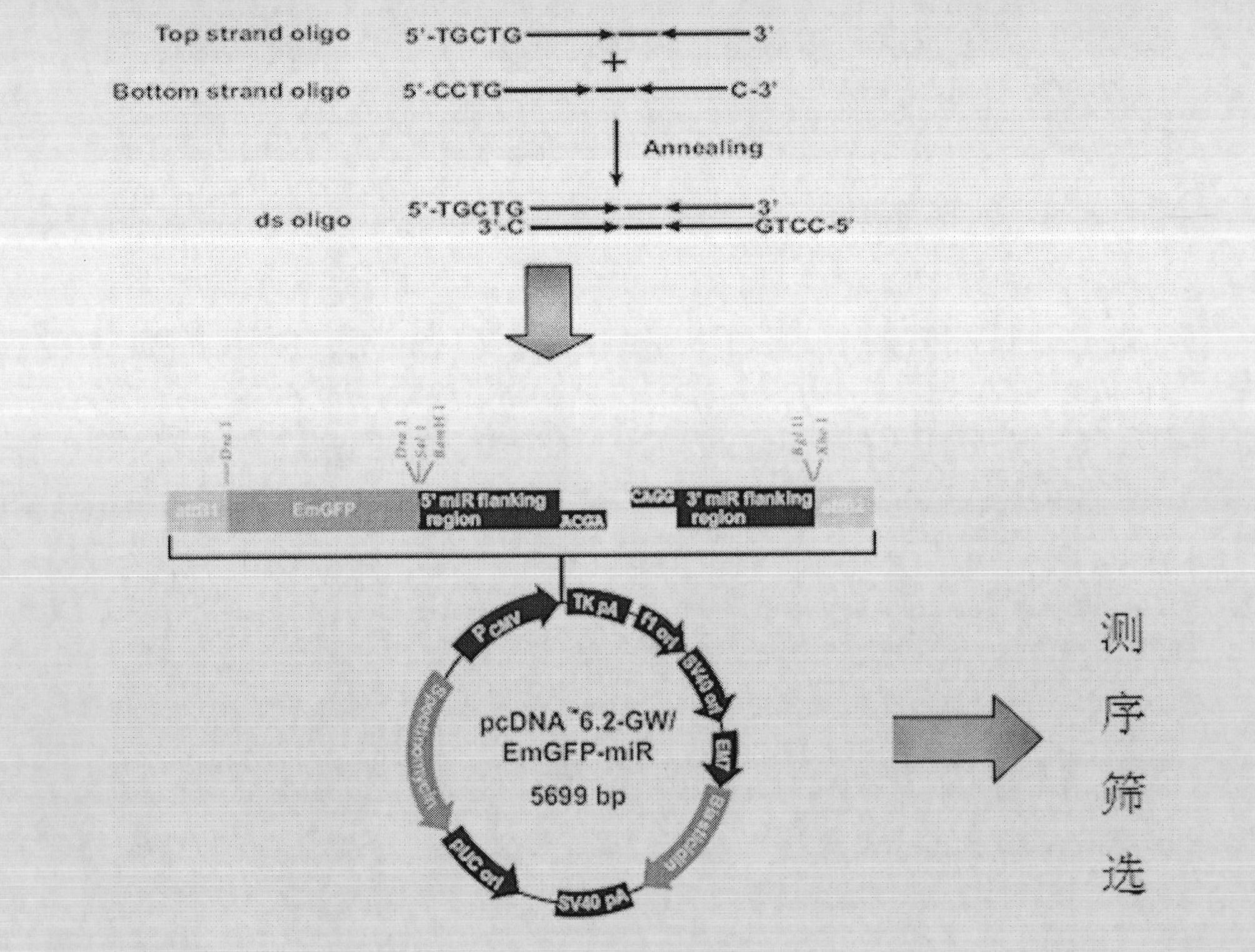 Application of hfgl2 (Human Fibrinogen-like protein 2) inhibitor in preparation of medicaments for treating liver cancer