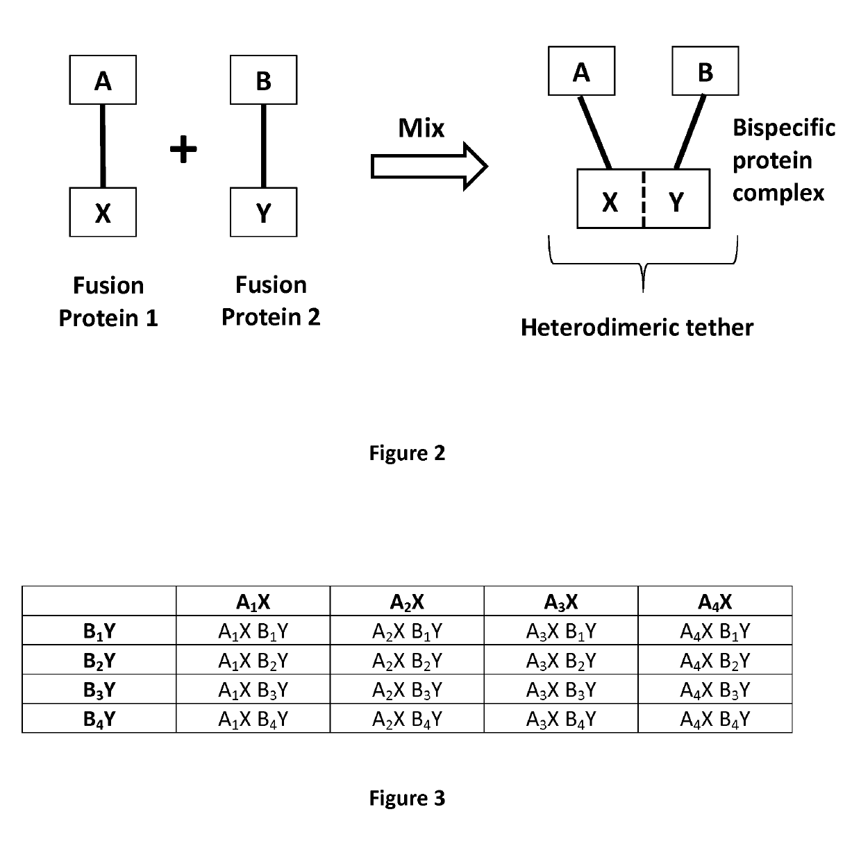 Bispecific format suitable for use in high-through-put screening