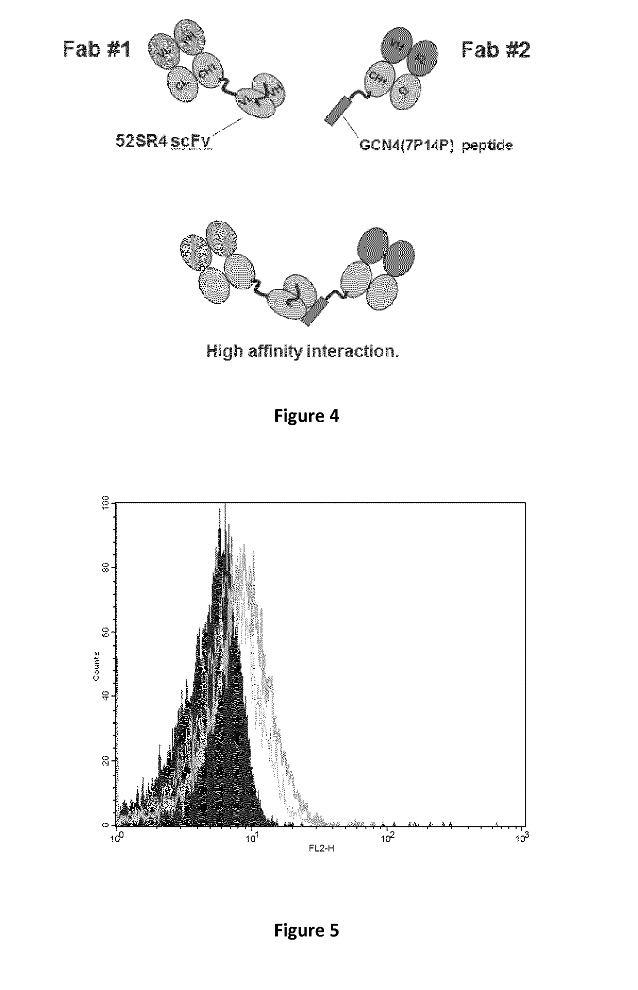 Bispecific format suitable for use in high-through-put screening