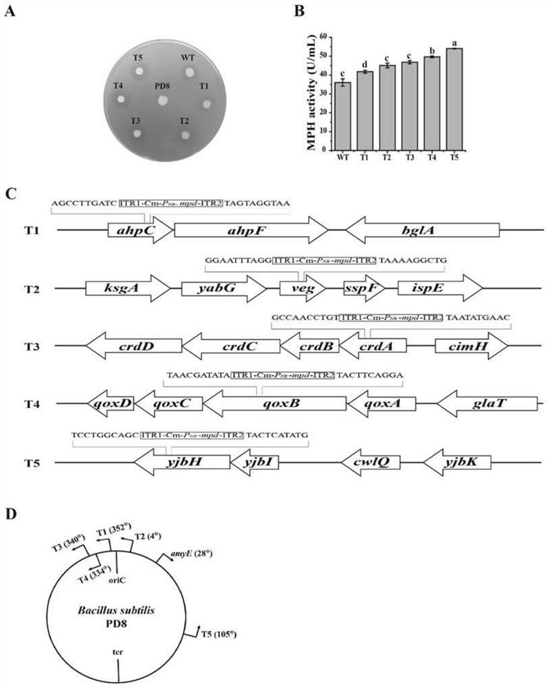 Method for randomly inserting DNA fragment into bacillus subtilis chromosome and application thereof