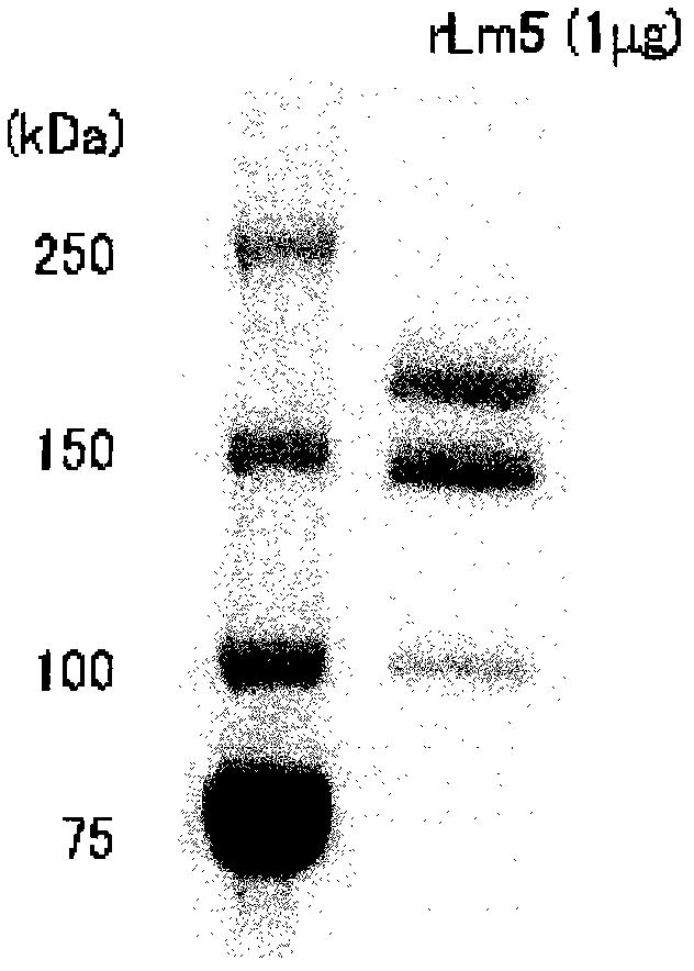 Method for proliferation of pluripotent stem cell