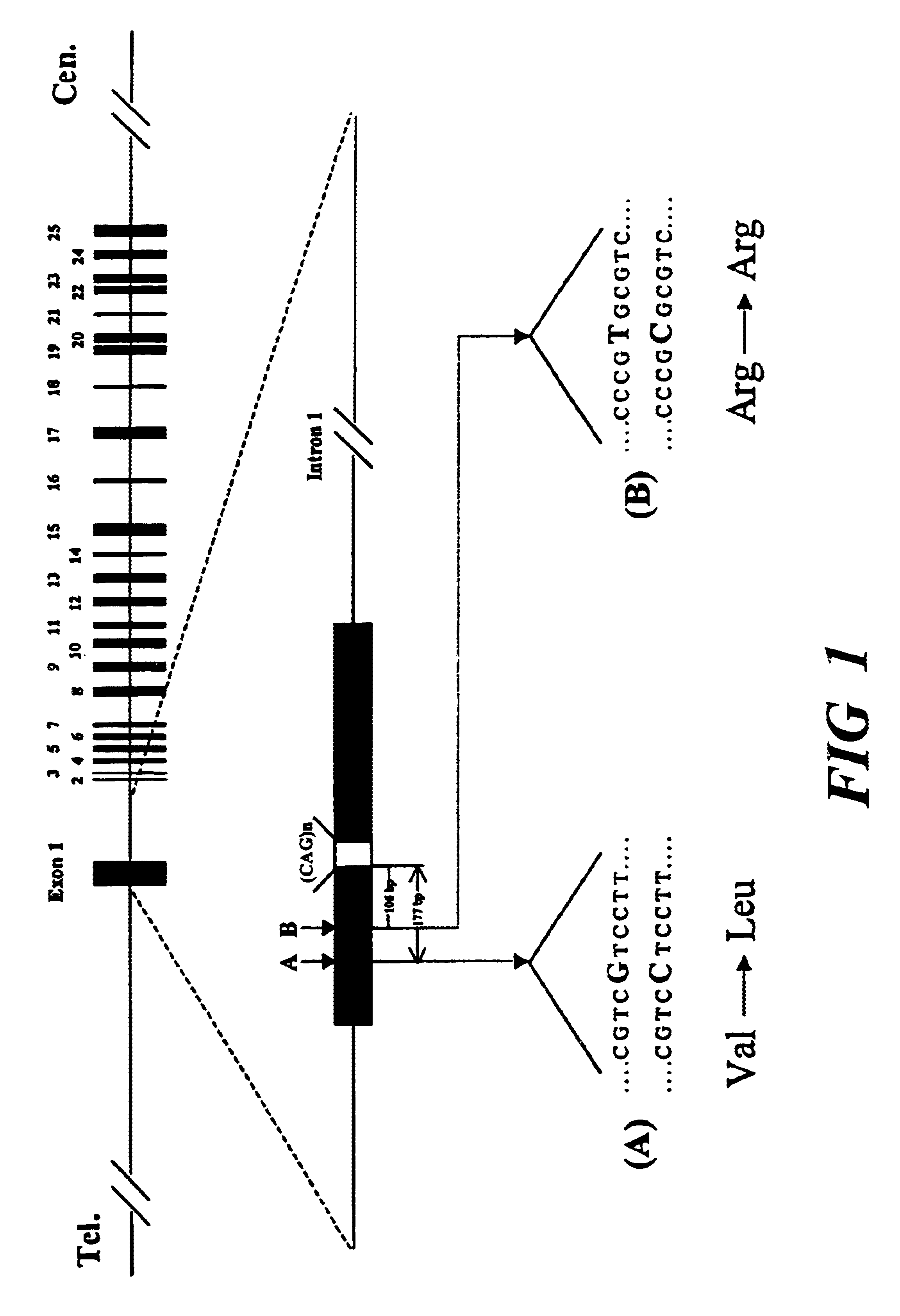Method of detection of allelic variants of SCA2 gene