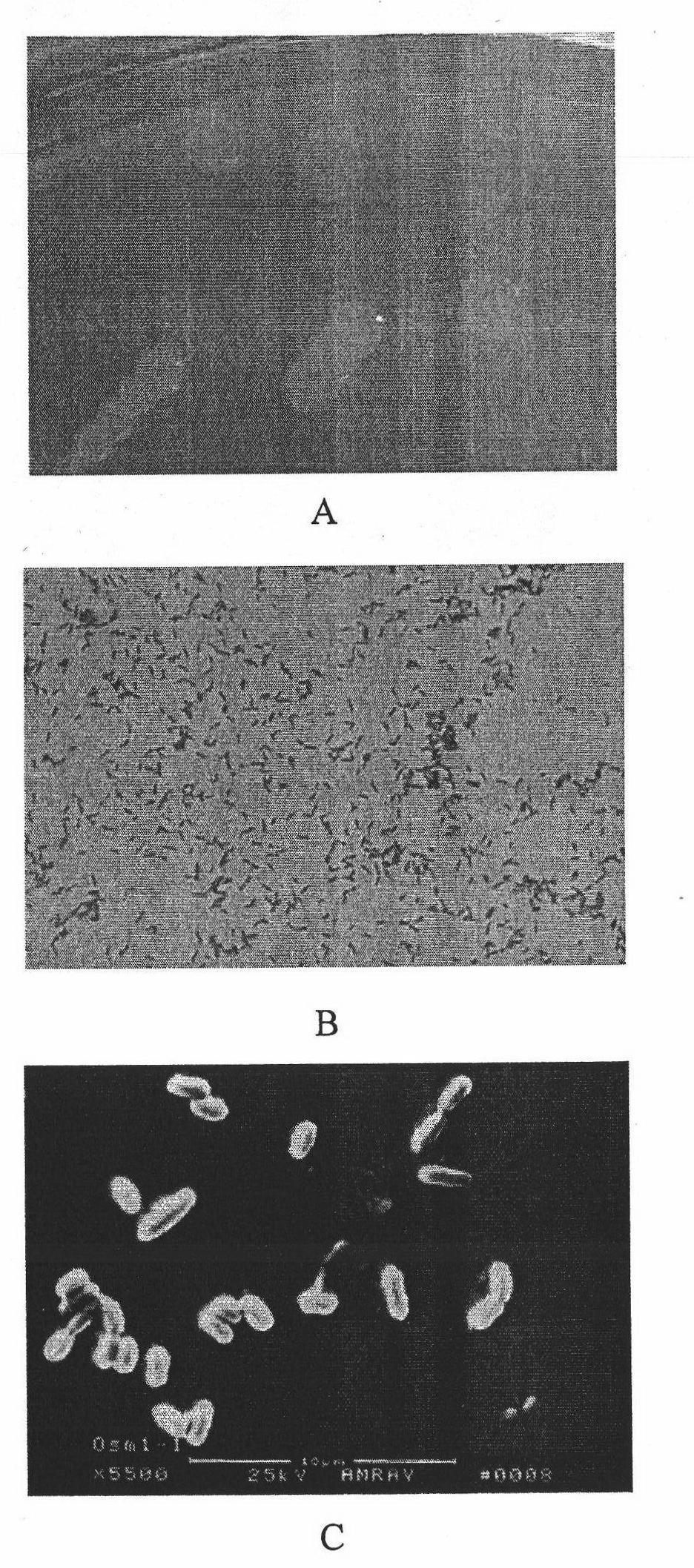 Bacillus stain for preventing and controlling rice blast and rice sheath blight