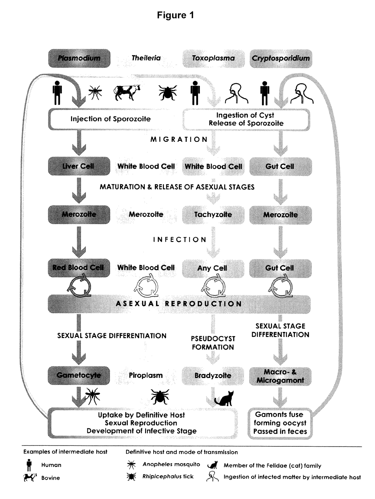 Anti-parasitic complexes