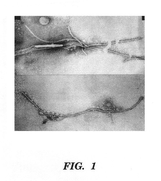 Grapevine leafroll virus proteins and their uses