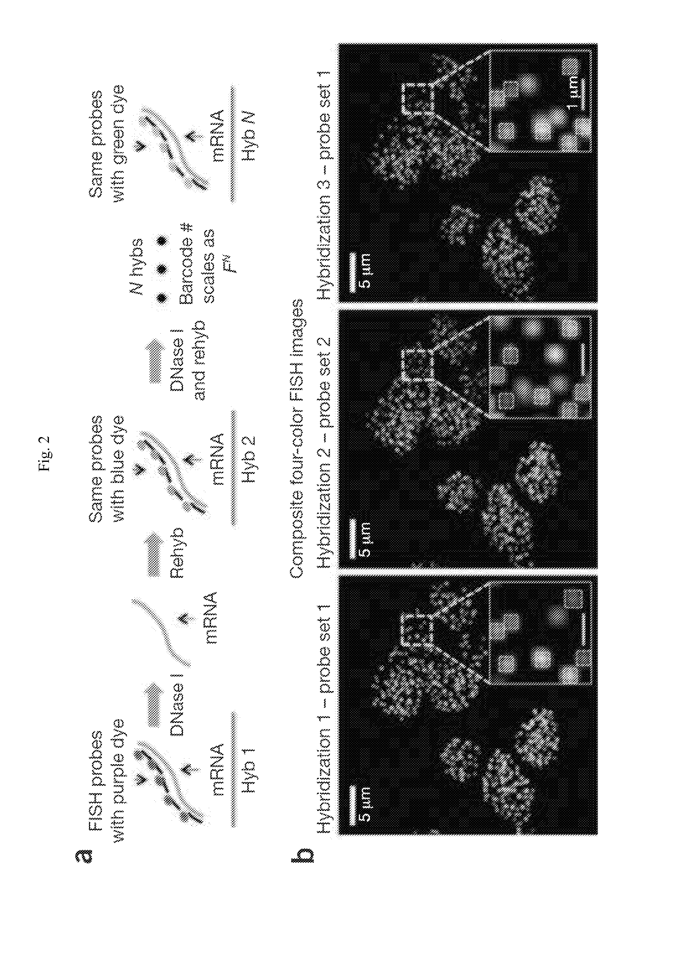 Multiplex labeling of molecules by sequential hybridization barcoding