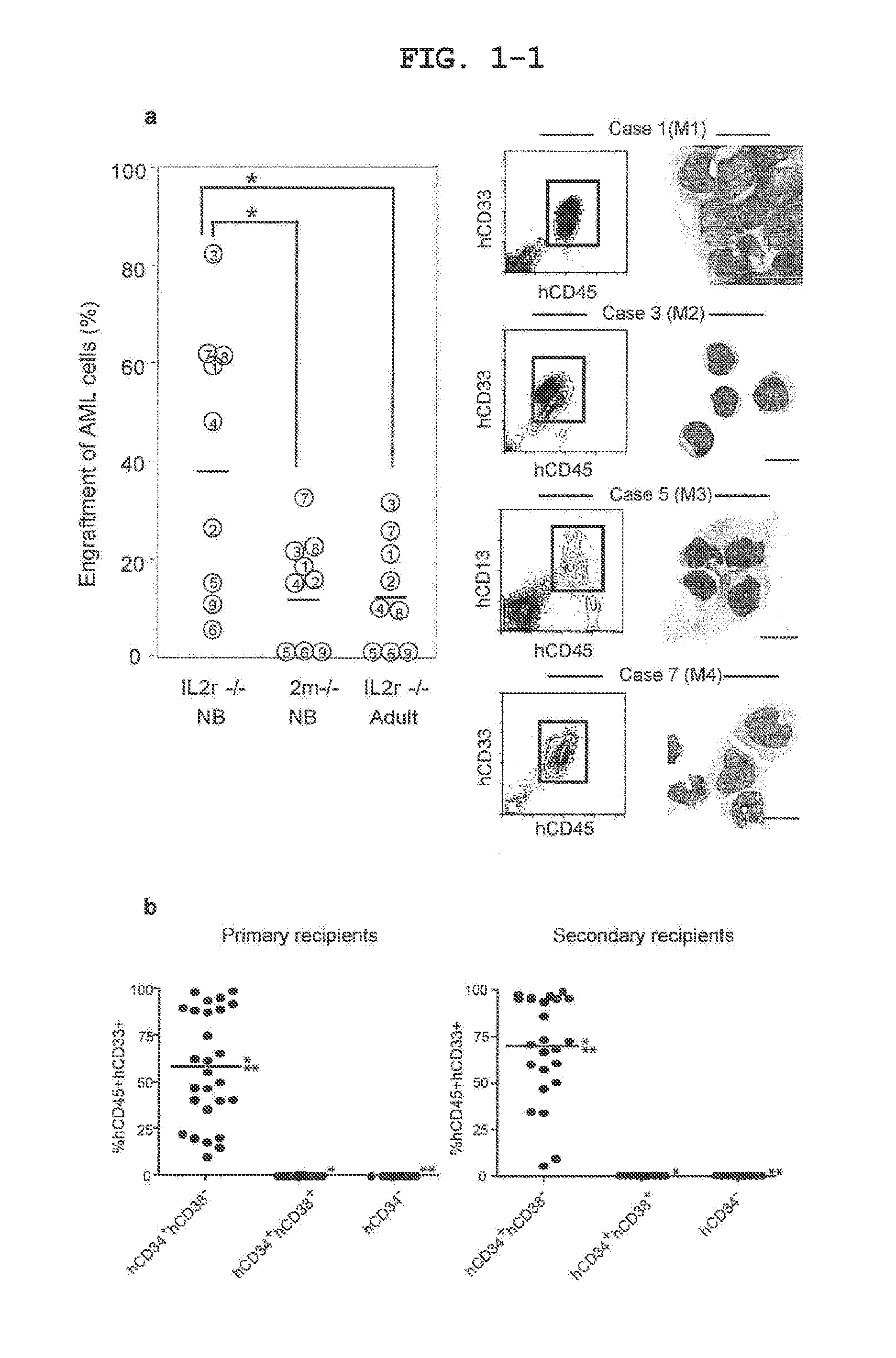 Mouse having human leukemic stem cell and leukemic non-stem cell amplified therein, and method for production thereof