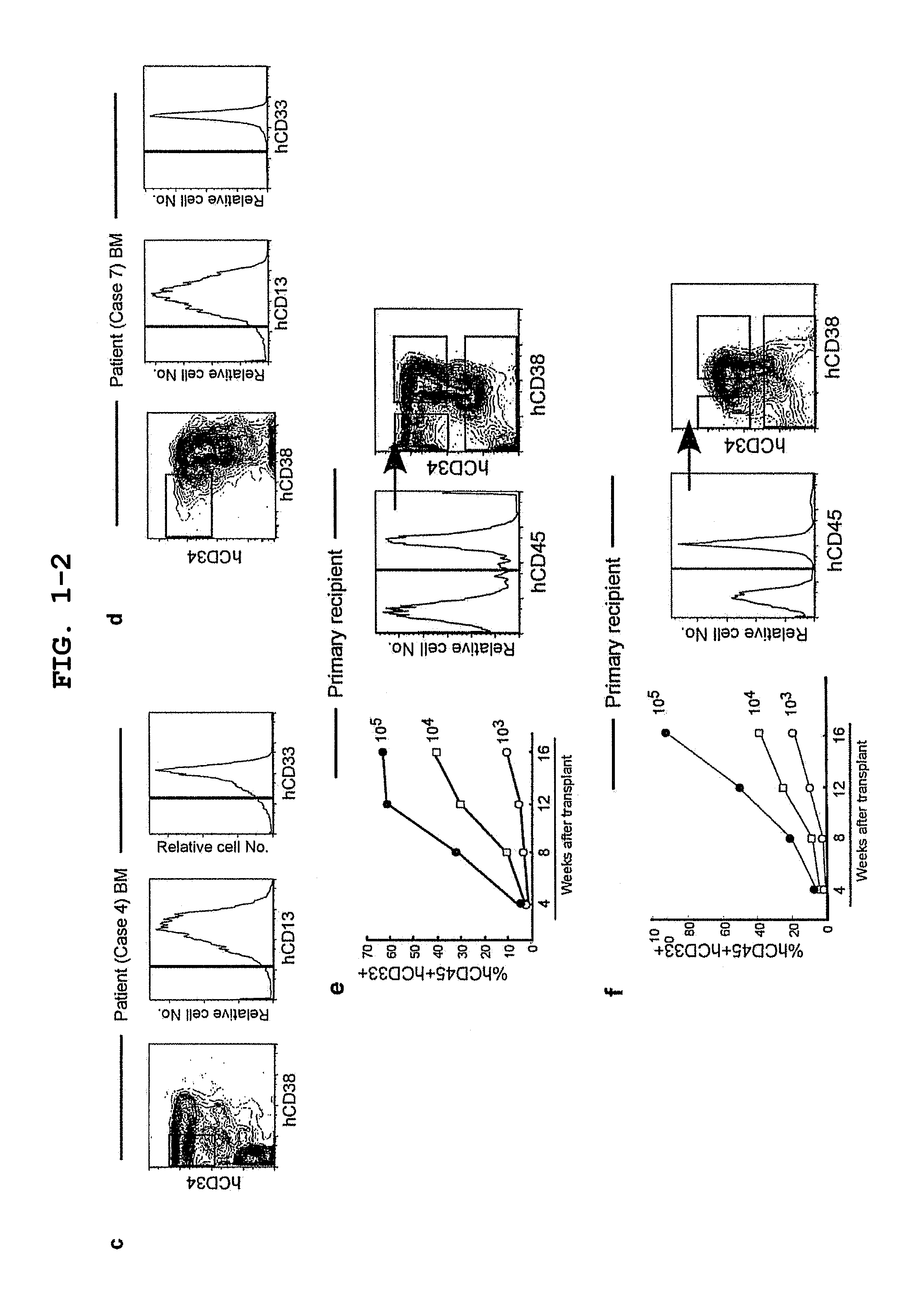 Mouse having human leukemic stem cell and leukemic non-stem cell amplified therein, and method for production thereof