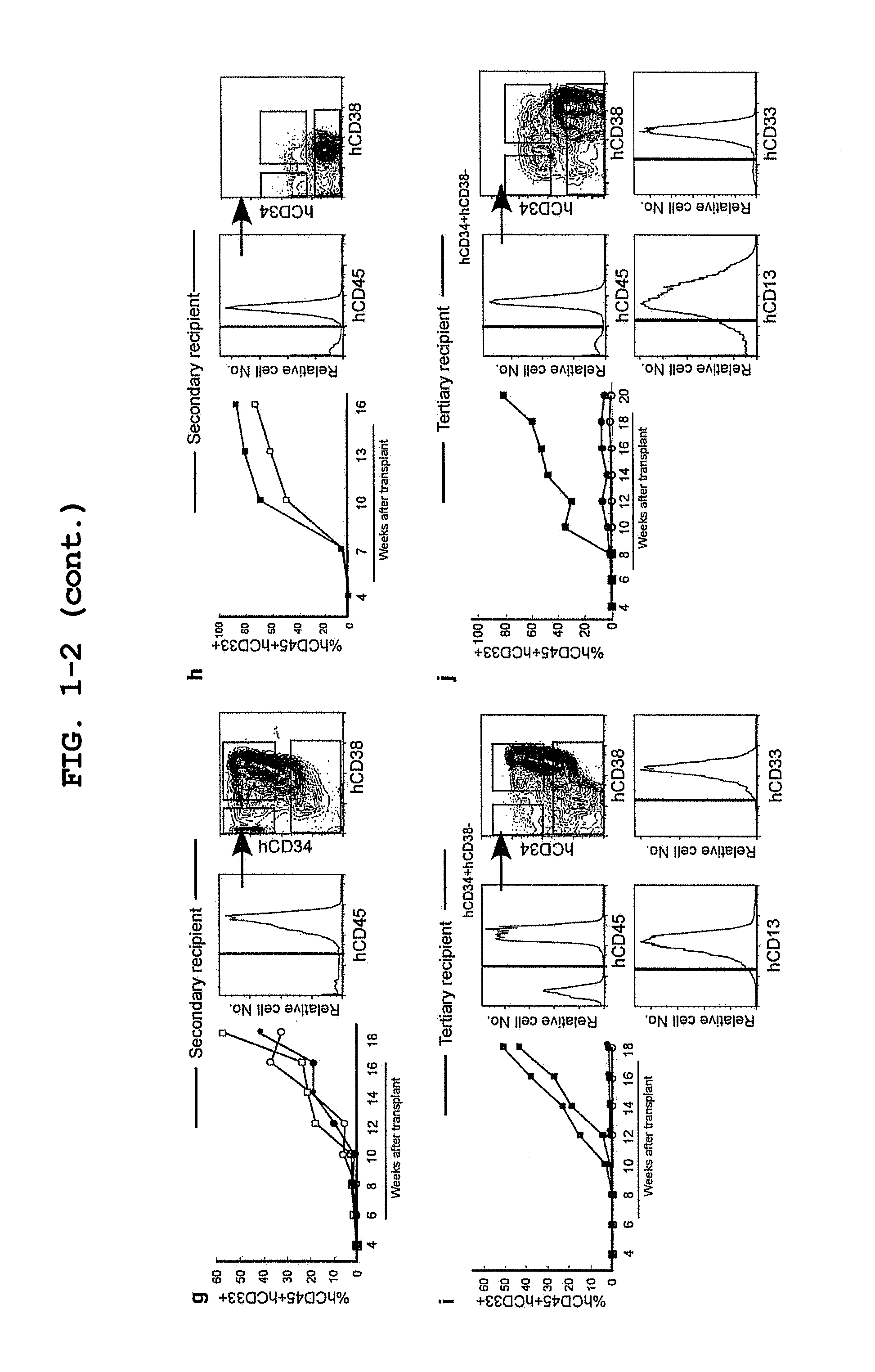 Mouse having human leukemic stem cell and leukemic non-stem cell amplified therein, and method for production thereof