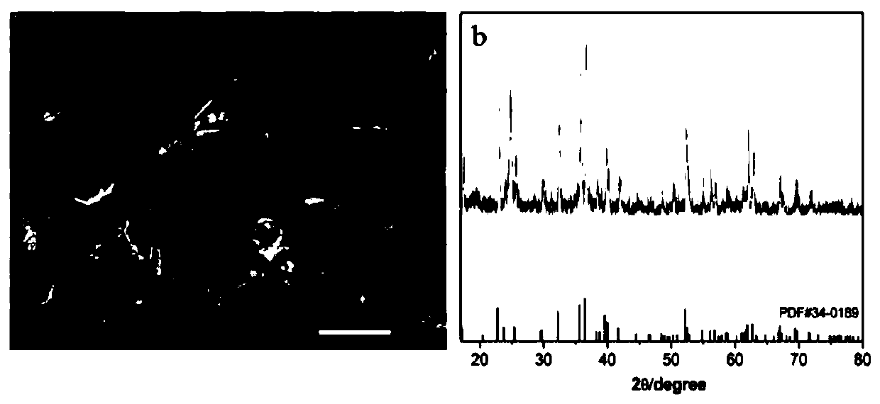 Application of olivine to adsorption and removal of microcystis aeruginosa