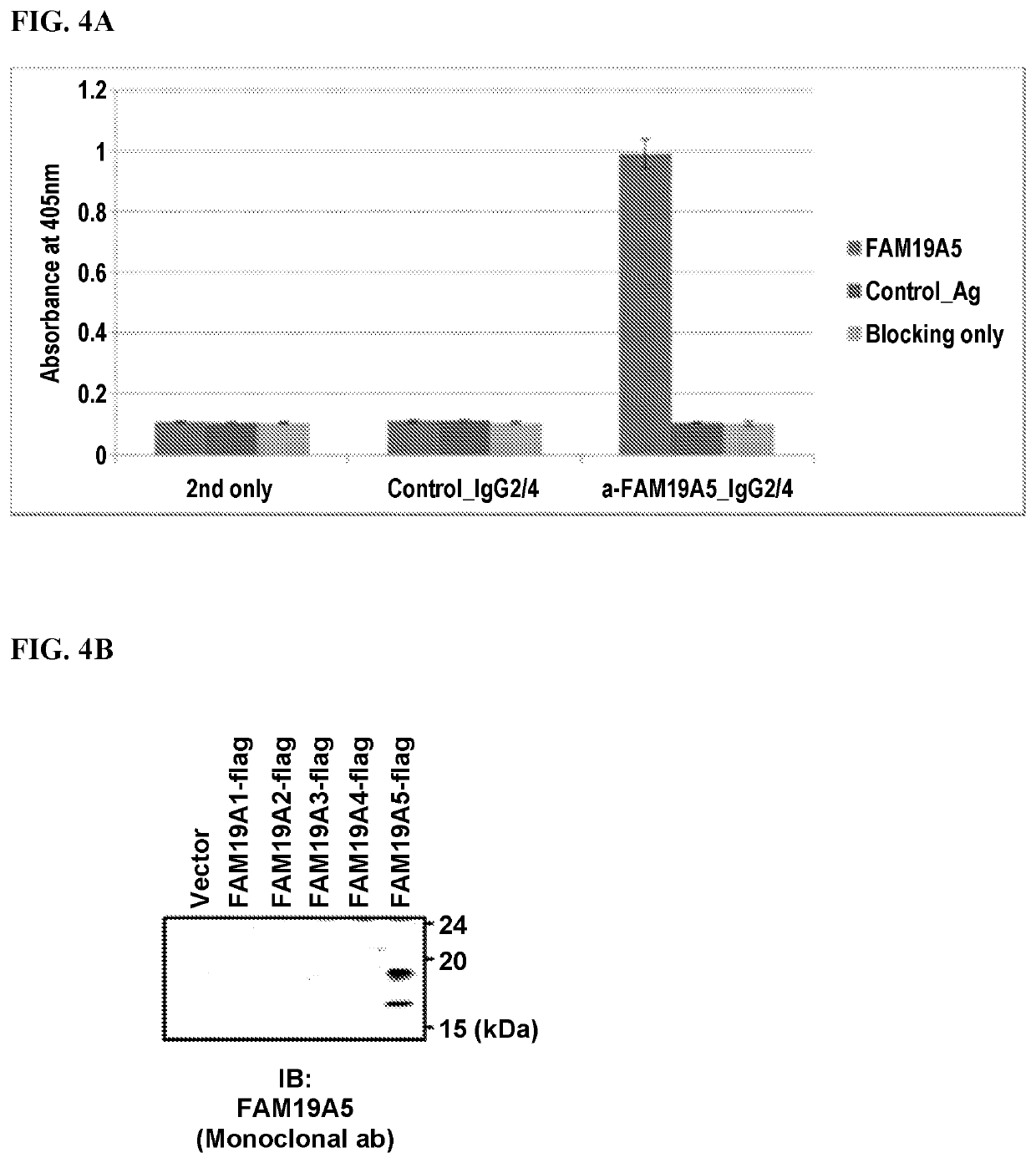 Use of Anti-family with sequence similarity 19, member a5 antibodies for the treatment of neuropathic pain