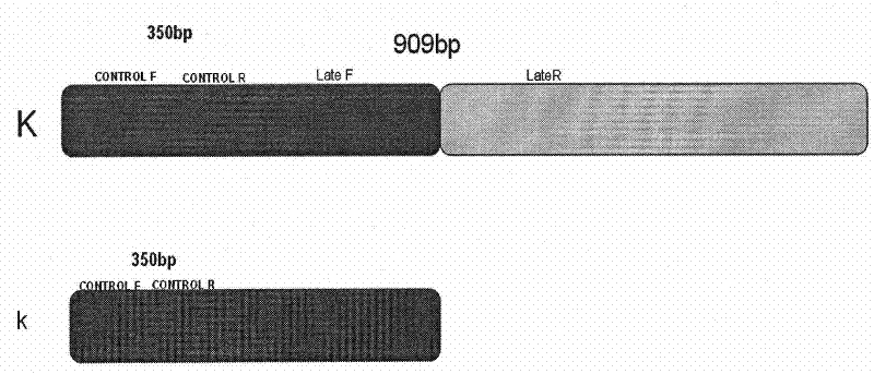 Method for identifying fast and slow feather molecules of chickens