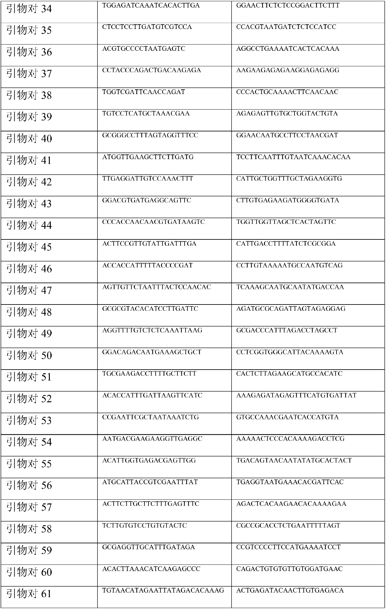 Single nucleotide polymorphism based primer set for hybrid identification of true and false peanuts and identification method thereof