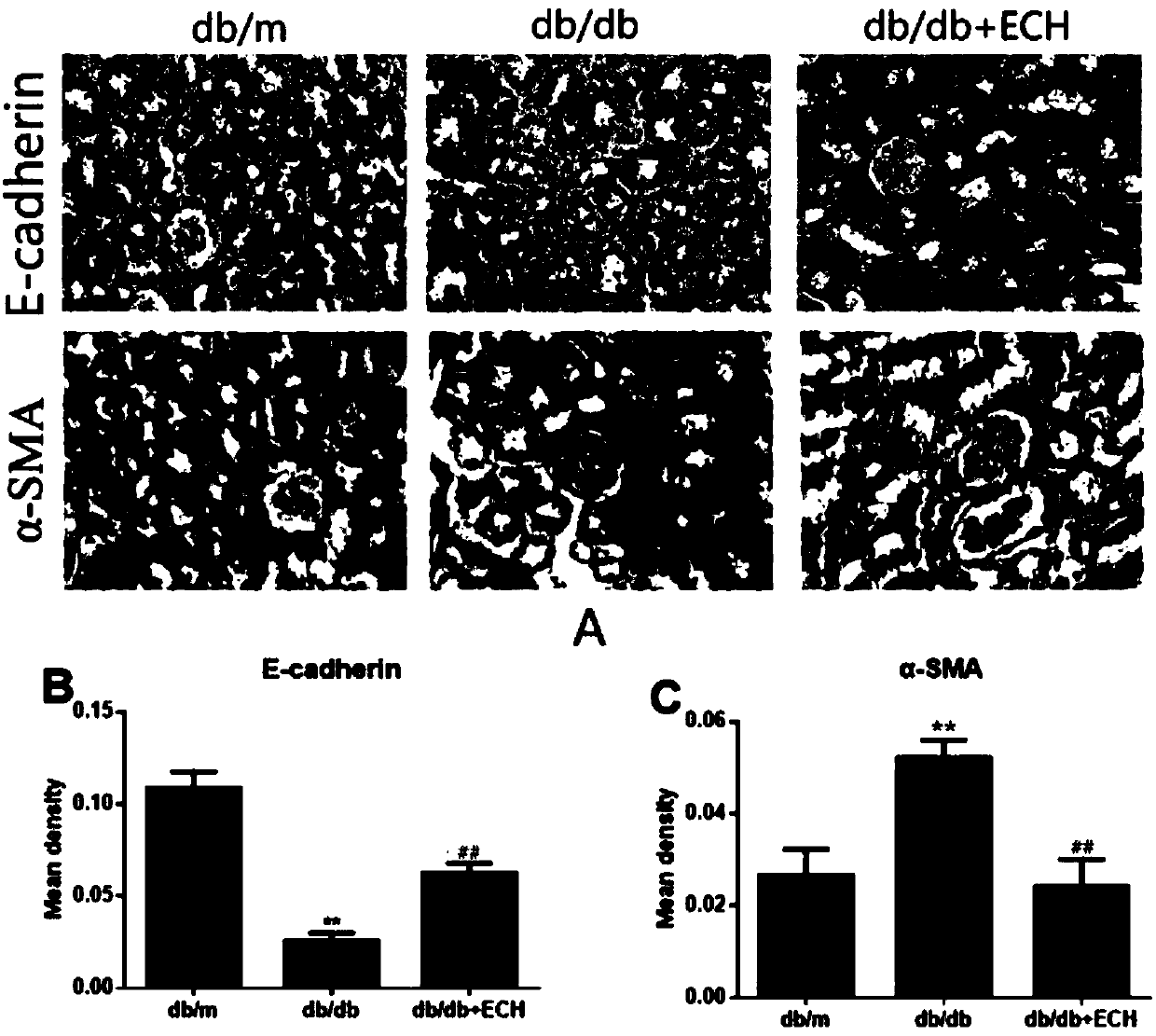 Novel application of echinacoside