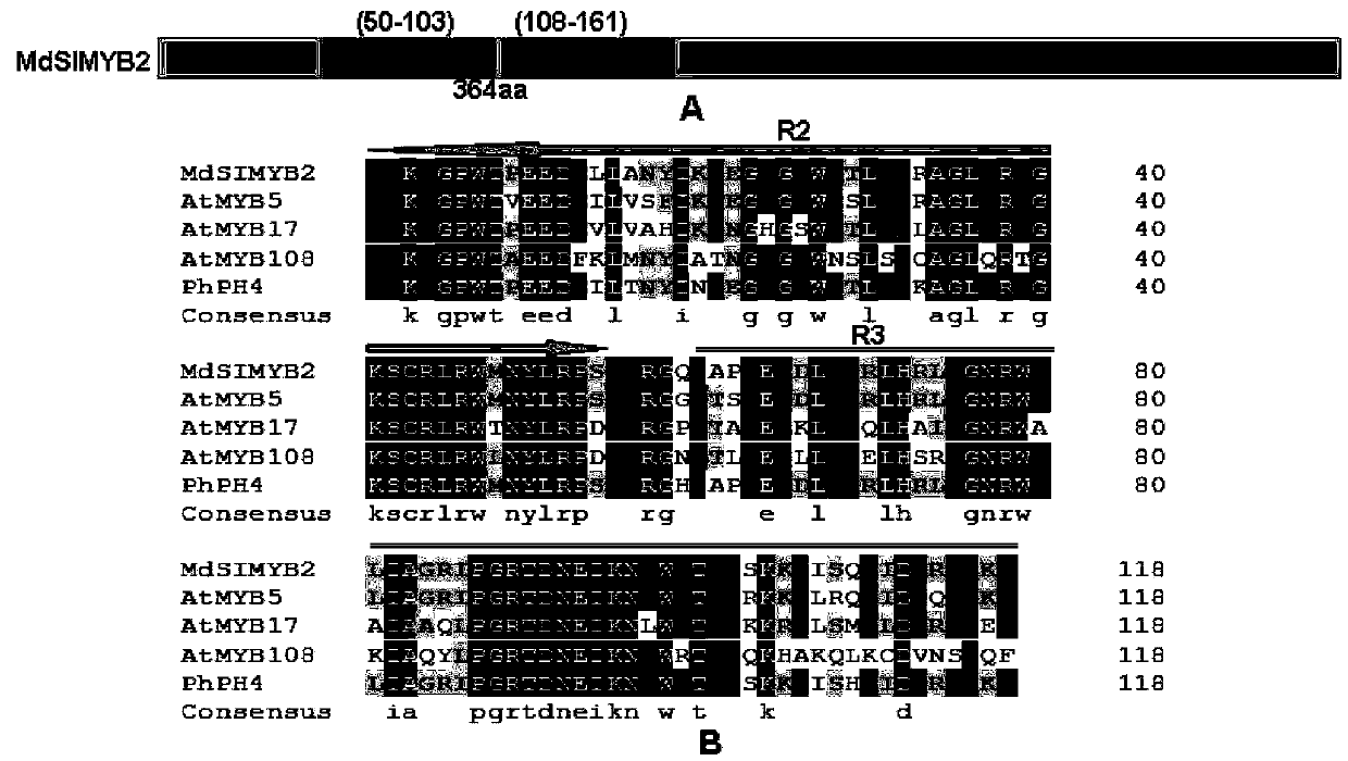 Cloning of apple stress-resistant related gene MdSIMYB2 and application of cloning of apple stress-resistant related gene MdSIMYB2