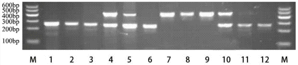 Primer, kit and detection method for detecting recessive white feather locus genotype of chicken