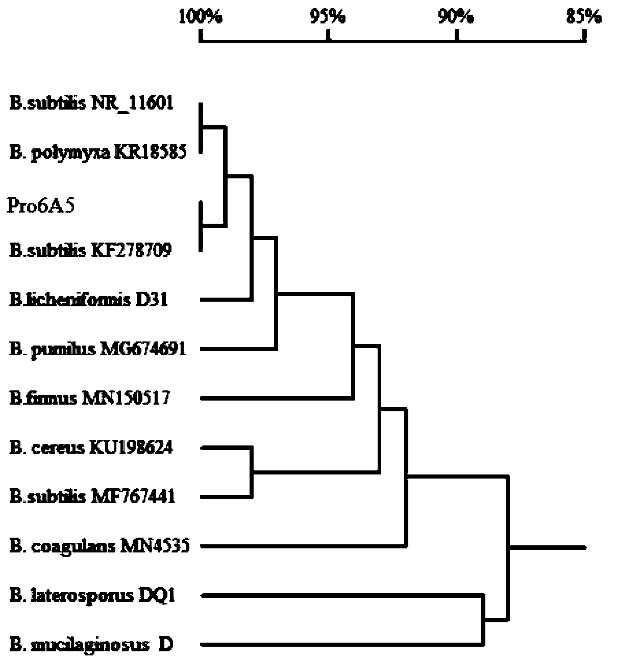 Bacillus subtilis Pro6A5, microbial inoculum and preparation method thereof, and application of bacillus subtilis Pro6A5 in muskmelon cultivation
