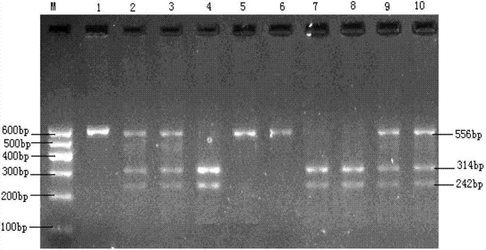 Molecular marker relevant to reproductive performance of chicken and application of molecular marker in breeding