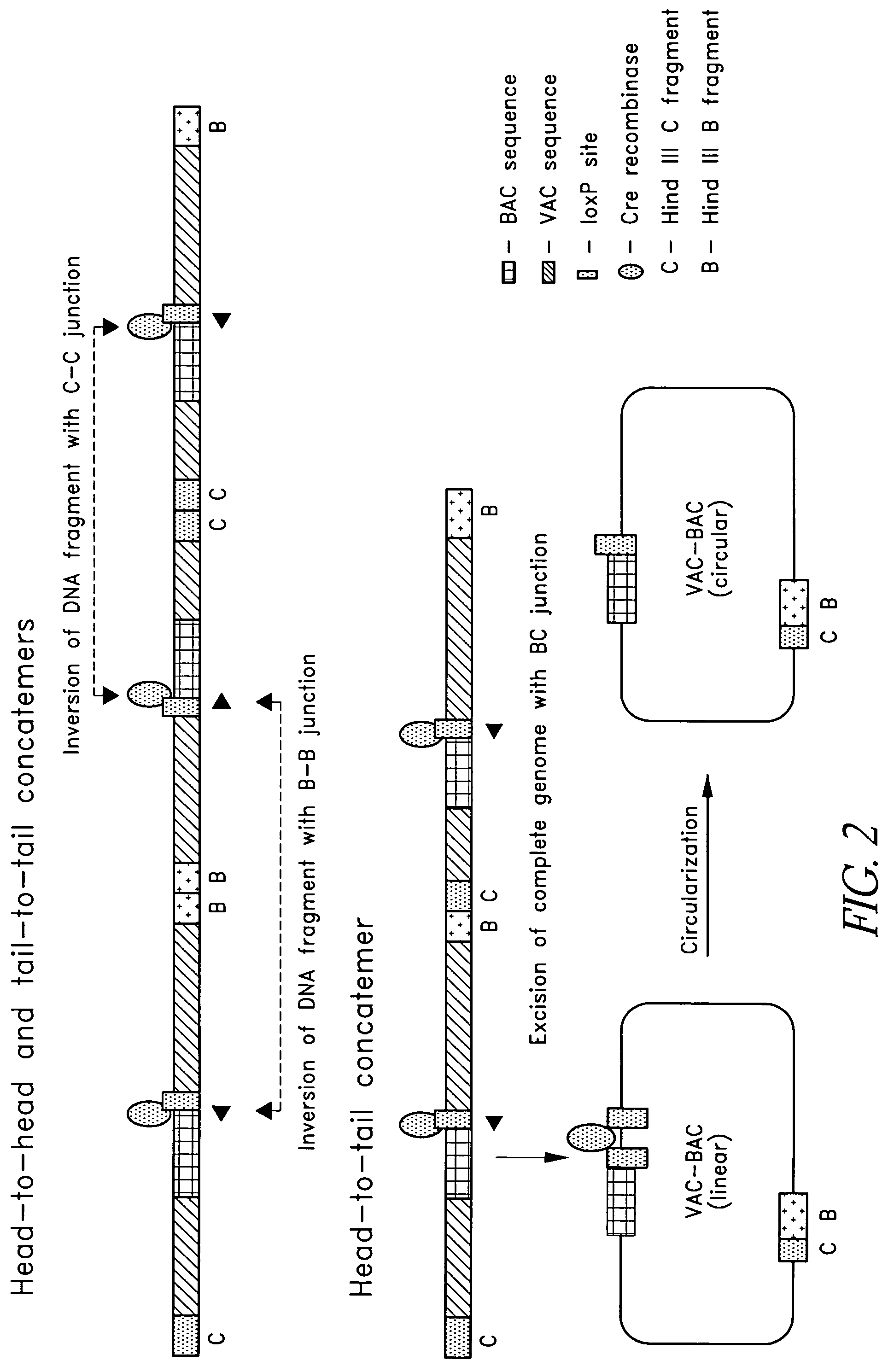 VAC-BAC shuttle vector system