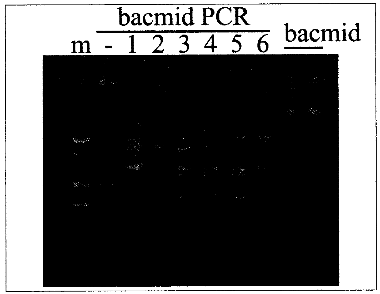 Recombinant factor C from Tachypleus tridentatus expressed by insect cells