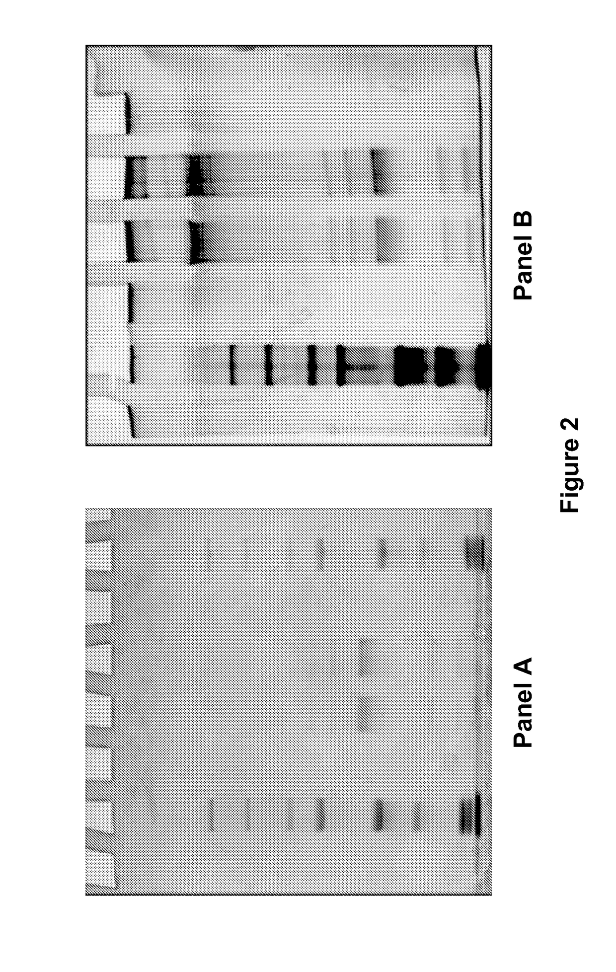 Methods and compositions for treating genetically linked diseases of the eye