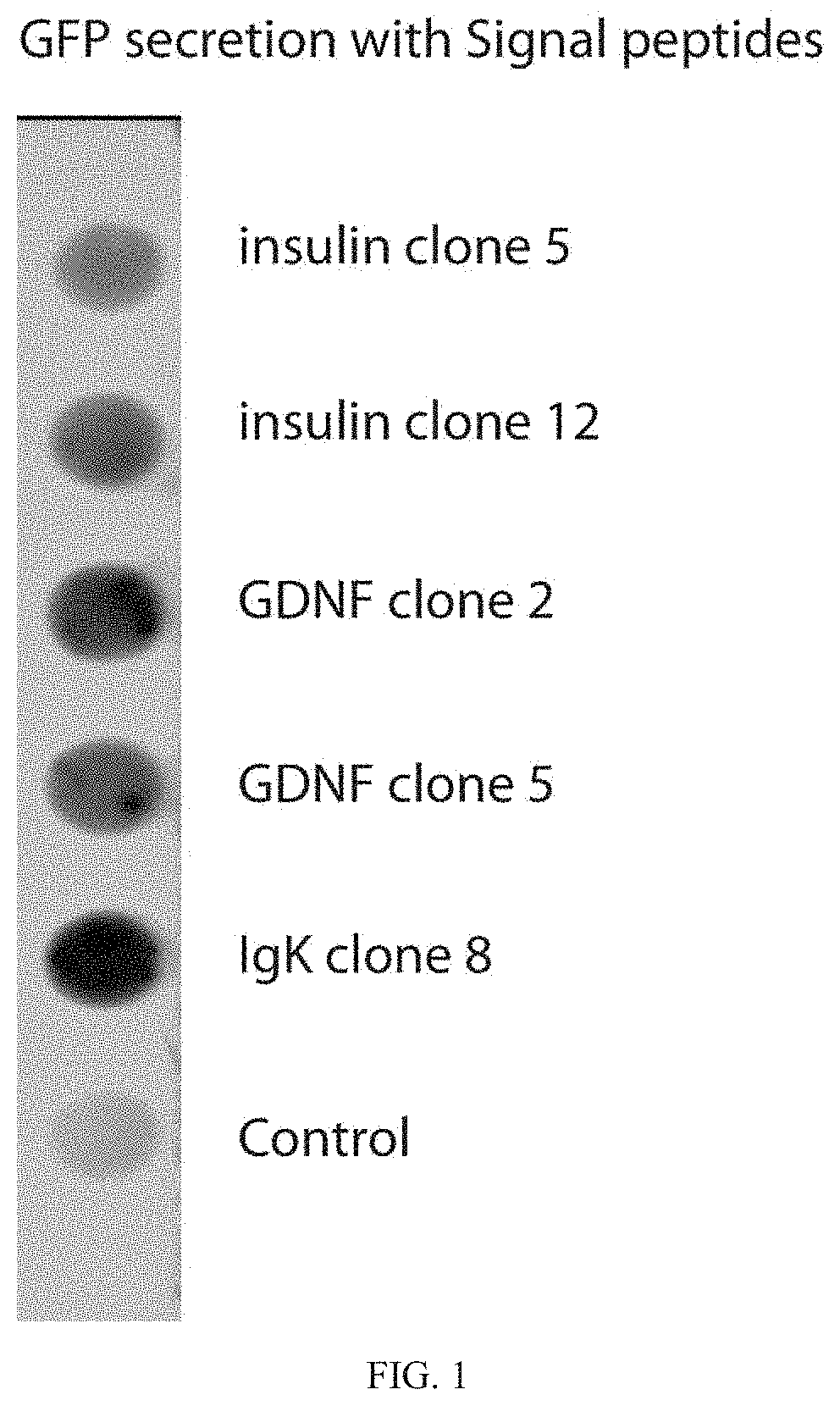 Modified ube3a gene for a gene therapy approach for angelman syndrome