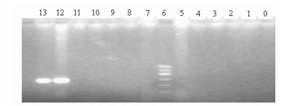 Detection reagent kit and detection method of aeromonas bacteria