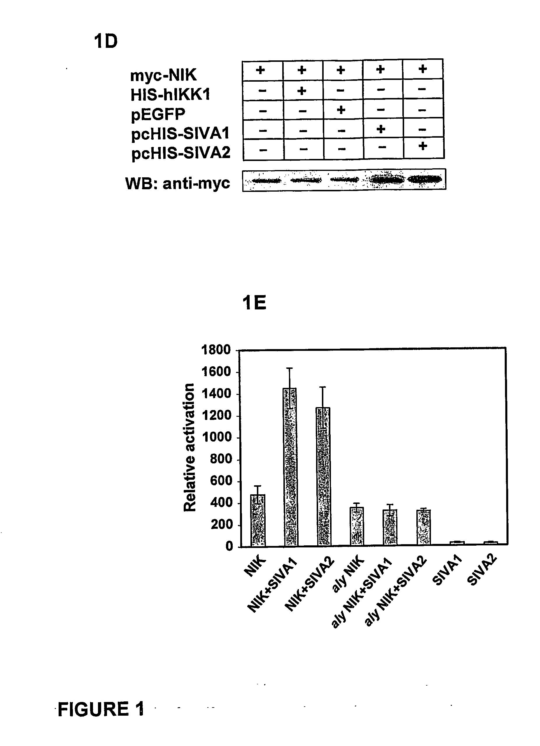 Methods and Agents for Immune Modulation and Methods for Identifying Immune Modulators